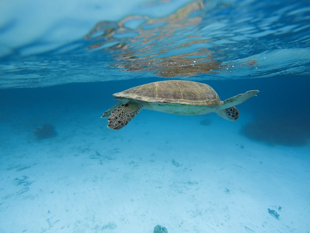 Tortue marine nageant dans les eaux de Guadeloupe